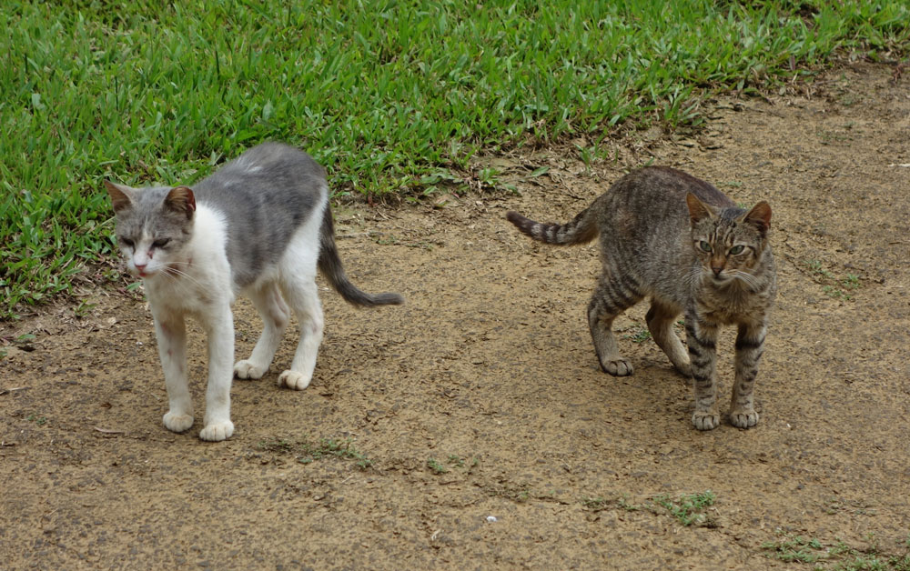 FeralCats1