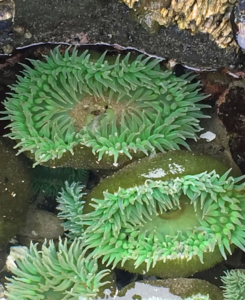 NeptuneAnemones