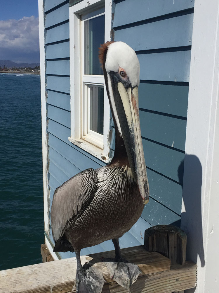 Pelican