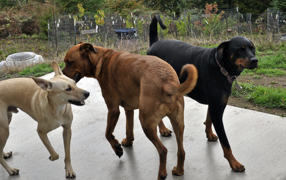 ThreeDoggos2