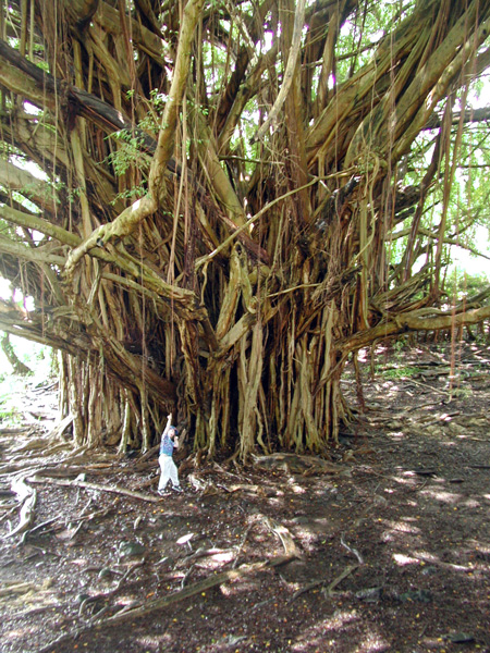 banyan10