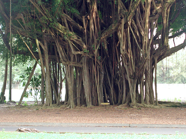 banyan2