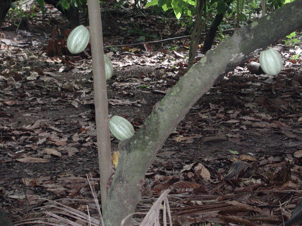 cacao3a