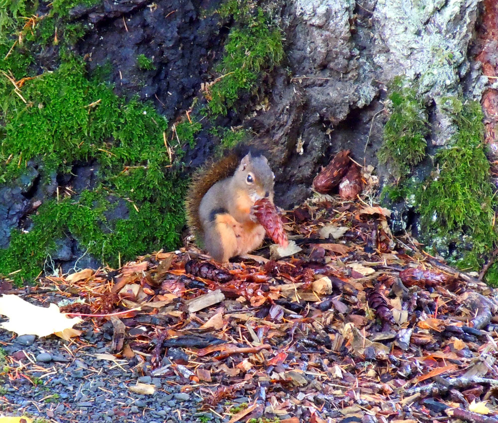 chipmunk1