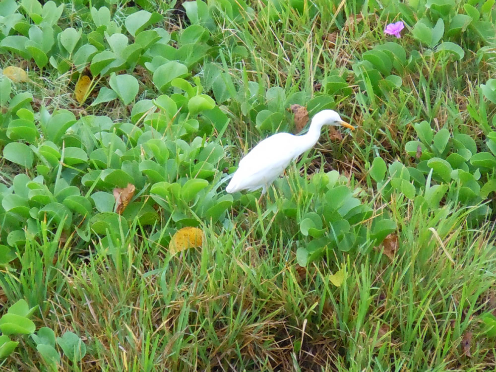 egret2