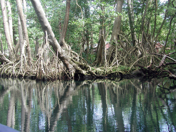 mangrove2a