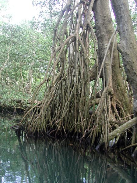 mangrove3a