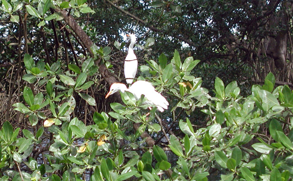 mangroveEgret3a