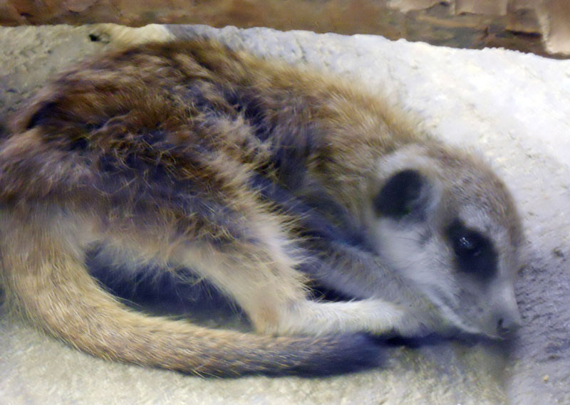 meerkat