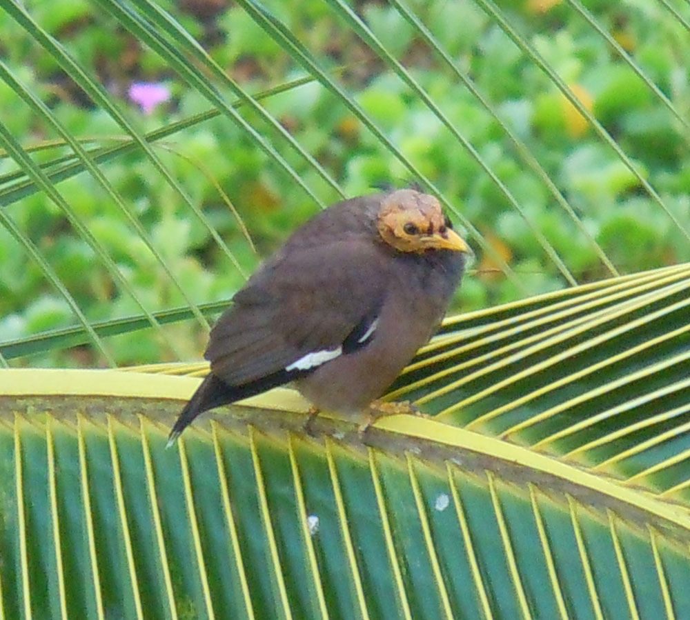 myna1