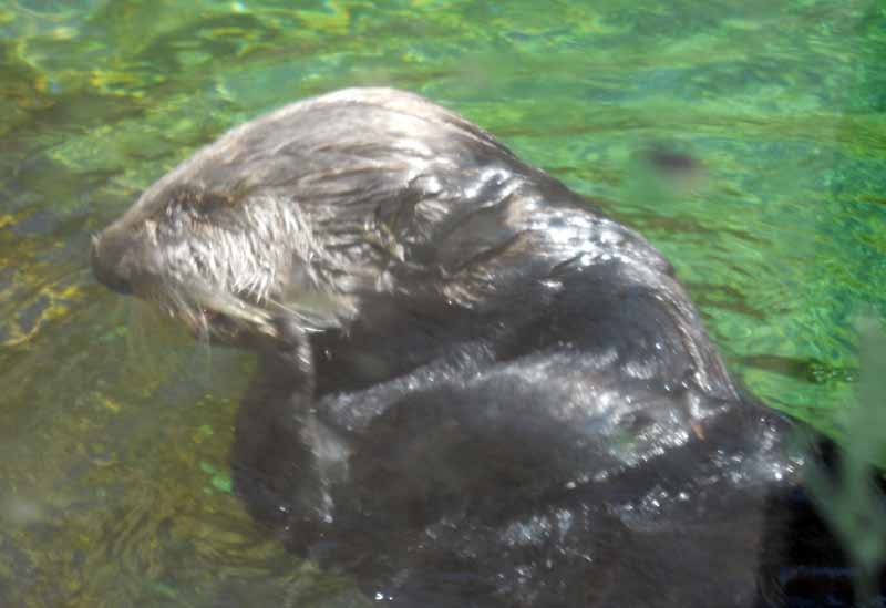 otter2