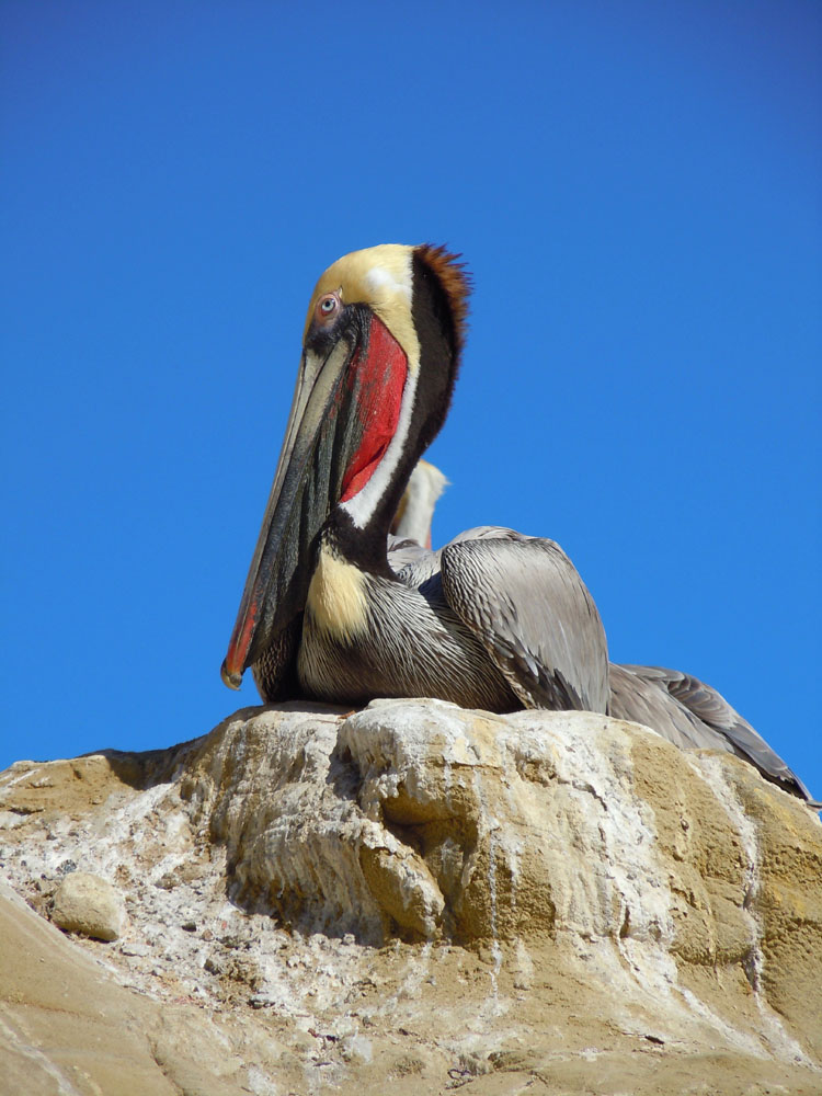 pelican2