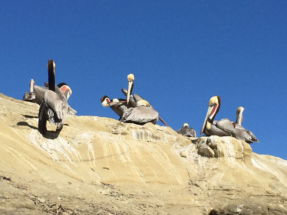 pelicans1