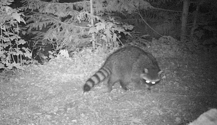raccoon1