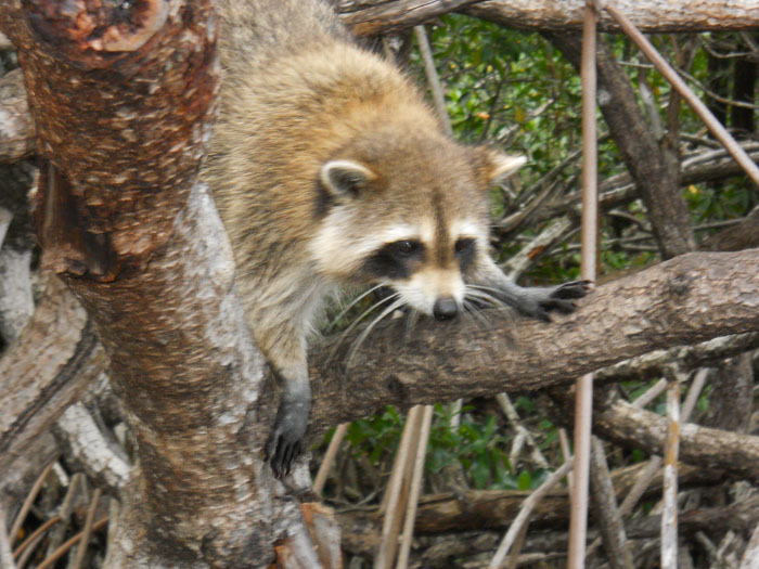 raccoon2