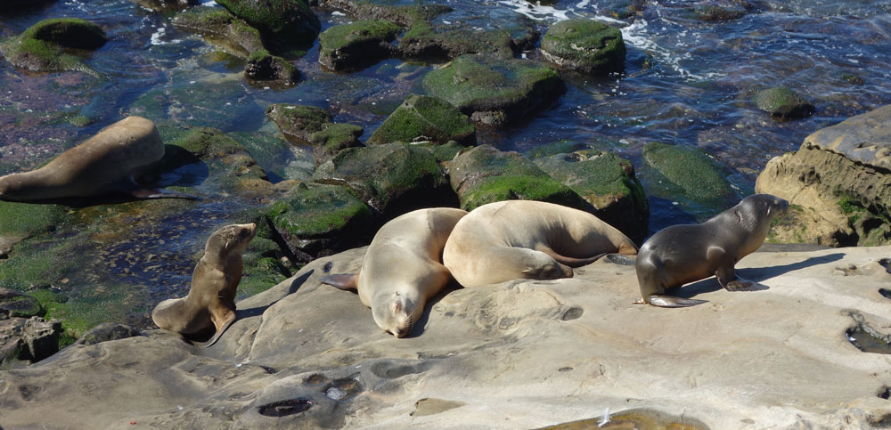 seaLions2