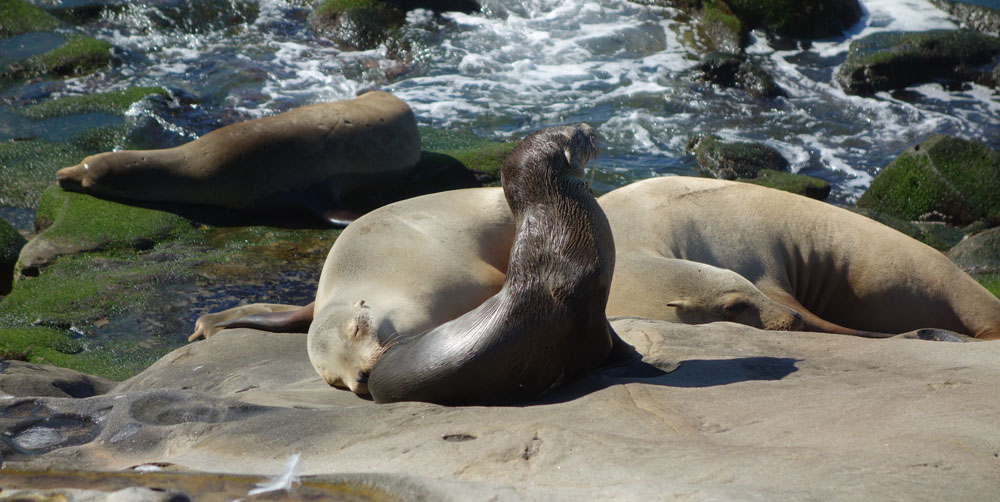 seaLions3