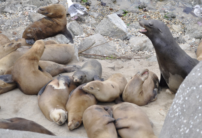 seaLions6