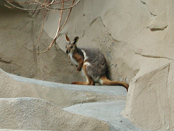 zooWallaby1