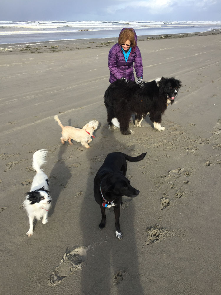 FourDoggos