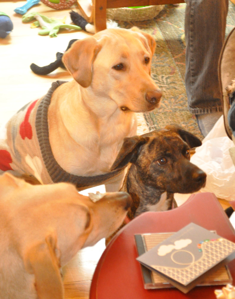 ThreeDoggos