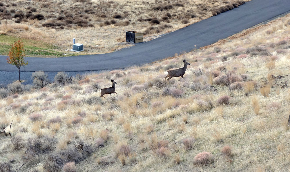 deer2