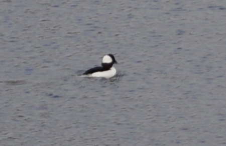 duck1