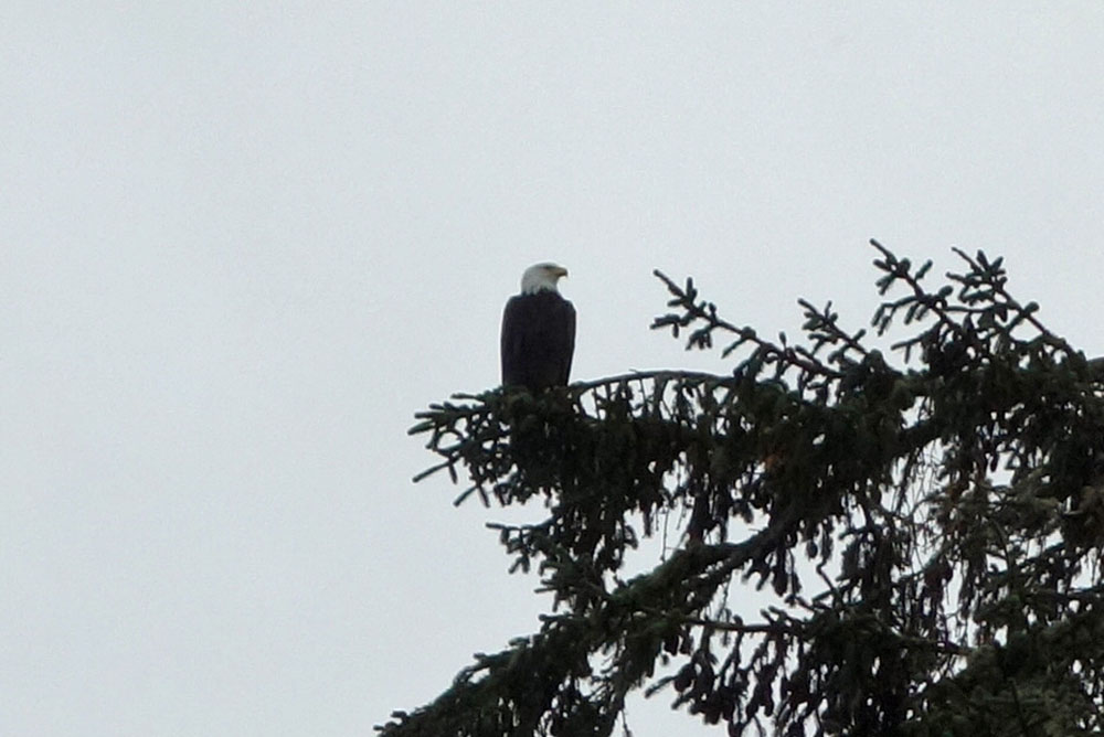 eagle2